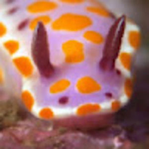 Meet your Posher, Angelina